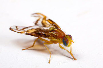 Fruit fly in white background - high detail