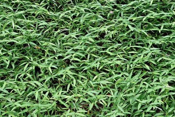 grass background