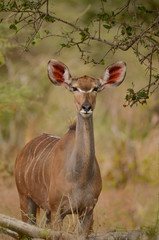 Female Kudu headshot safari Botswana, Africa