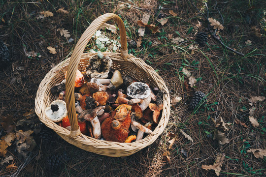 Basket with fresh mushrooms, top view