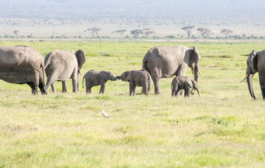 Naklejka na ściany i meble Amboseli Nationalpark Kenya