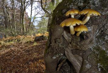 Setas en oto&ntilde;o
