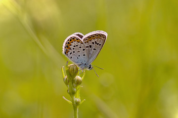Beautiful butterfly on a meadow