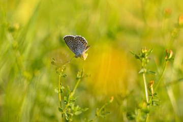 Beautiful butterfly on a meadow