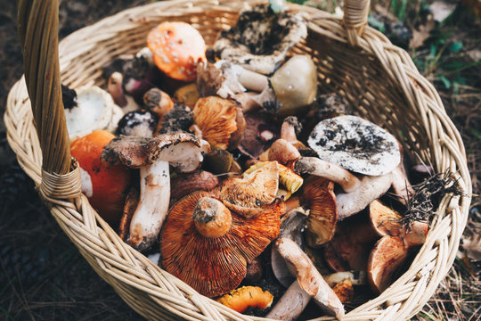 Basket with fresh mushrooms, top view