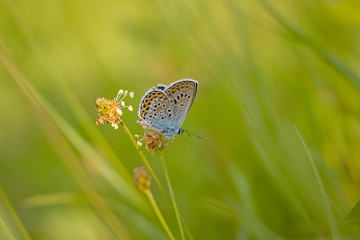 Beautiful butterfly on a meadow