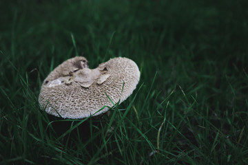 Mushrooms in the forest, grass background