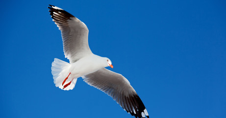 a white free seagull flying in the clear sky
