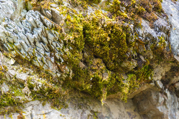 Moss on the stone closeup