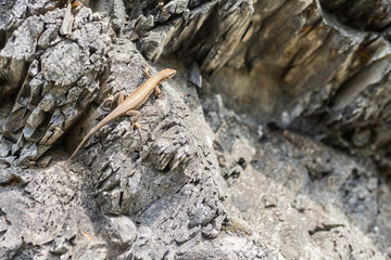 Lizard on the rocks