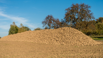 Zuckerr&uuml;ben geerntet