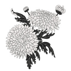 Chrysanthemum flowers with leaves on a white isolated background. Monochrome floral composition.
