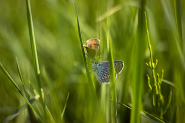 two butterflies in the grass