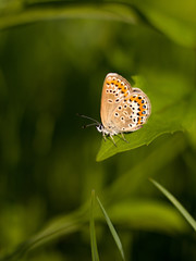 Beautiful butterfly on a meadow