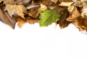 Dry leaves on white background