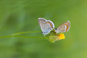 Two butterflies on a meadow