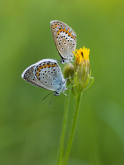 Two butterflies on a meadow