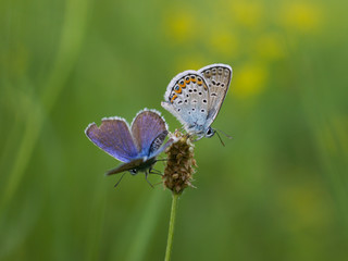 Two butterflies on a meadow
