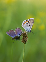 Two butterflies on a meadow