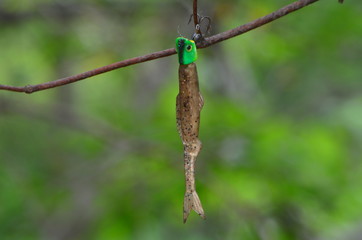 Fishing lure in a tree