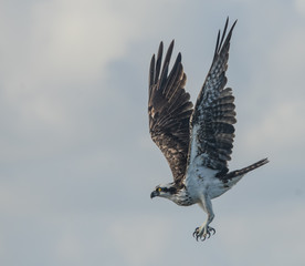 Osprey bird in flight  blue sky Florida