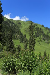 Pines in the mountains. Green background. Sky and pines.