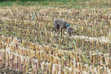 Junger Vorstehhund bei Feldsuche in Stoppelacker