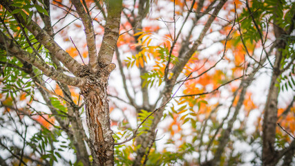 Autumn Trees with Bark Detail