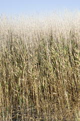 Reeds in a lake  in blue sky
