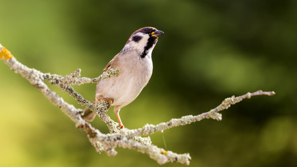 Sparrow in the Autumn Forest.