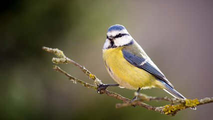 Blue tit in the Autumn Forest.