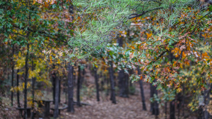 Naklejka premium Evergreen Leaves in Autumn Forest