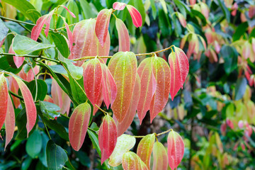 Cinnamon Tree with colored leaves