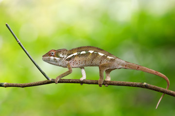 Obraz premium beautiful panther chameleon, Madagascar