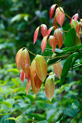 Cinnamon Tree with colored leaves