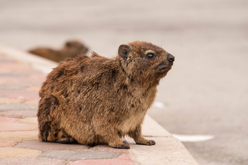 A Rock Hyrax, otherwise known as a Cape Hyrax and a Dassie,  in South Africa