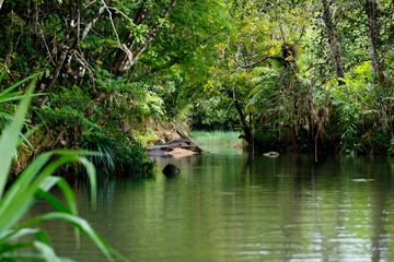Masoala National Park landscape, Madagascar