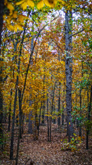 Yellow Autumn Trees on Hiking Trail