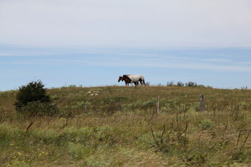 Deux chevaux sur la dune.