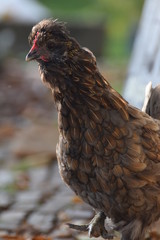 Brown rooster farm animal close up
