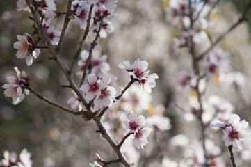 Sweet almond tree, also known as Prunus dulcis or Prunus amygdalus blossoming, displaying clusters of delicate and small pale pink flowers