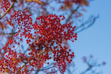 Rowan berries on a tree