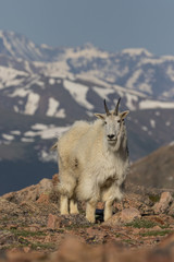 Obraz premium Mountain Goat in the Colorado High Country