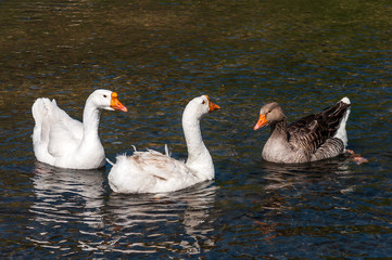 geese swimming in pond