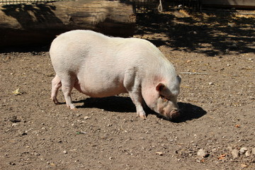 Schwein