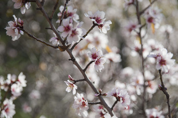 Clusters of delicate and small pale pink flowers of sweet almond tree, also known as Prunus dulcis or Prunus amygdalus on brunches under morning sunlight