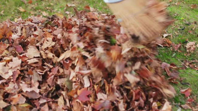 Raking Leaves Into a Big Pile Hand Held. a handheld view of a lady raking leaves in the yard. Moving them into a pile