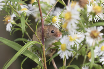 harvest mouse, mice close up portrait with blurred background on thistle, corn, berry and sloes