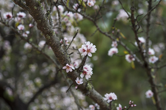 Overcast light in an orchard with Prunus dulcis or Prunus amygdalus trees in bloom, commonly known as sweet almond tree, with close-up of twigs and brunches filled with the pink pale flowers