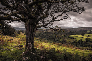 National Park in Wales in Summer in the Hills of the Countryside